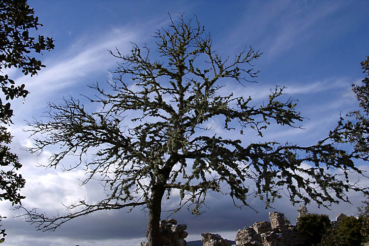 Tree with lichens - Puig de Alaro - click to go to next image