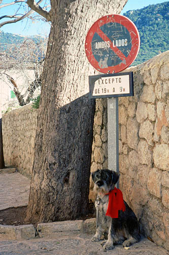 Watchdog in Valldemossa - click to go to next image