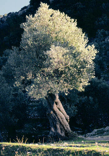 Olive-tree close to Orient - click to go to next image