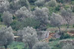 Olive-trees - click to enlarge