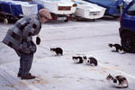 Kitties in Port de Valldemossa - click to enlarge