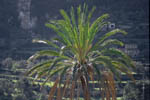 palm-tree in Valldemossa - click to enlarge