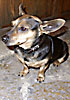 Ringo - The Flying Dog - click to enlarge