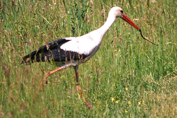 schnell in offeneres Gel�nde ... - click to go to next image