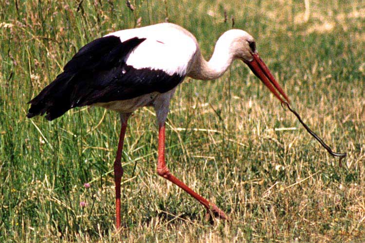 der Kampf mit dem gef�hrlichen Reptil - click to go to next image