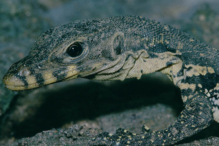 Water Monitor - Varanus salvator - click to go to next image