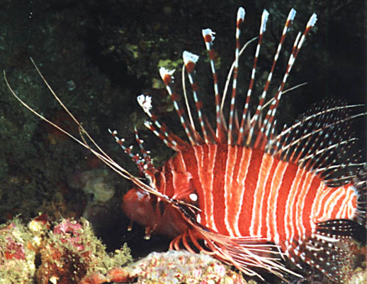 Pterois antennata - click to go to next image