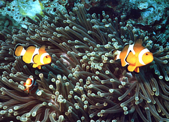 Amphiprion ocellaris - click to go to next image