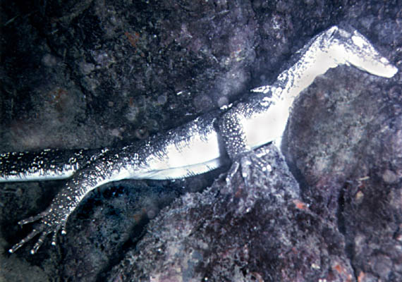 Varanus sp. - click to go to next image