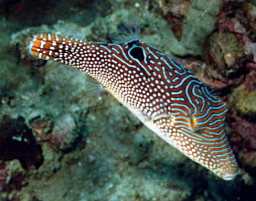Canthigaster solandri papua - click to go to next image