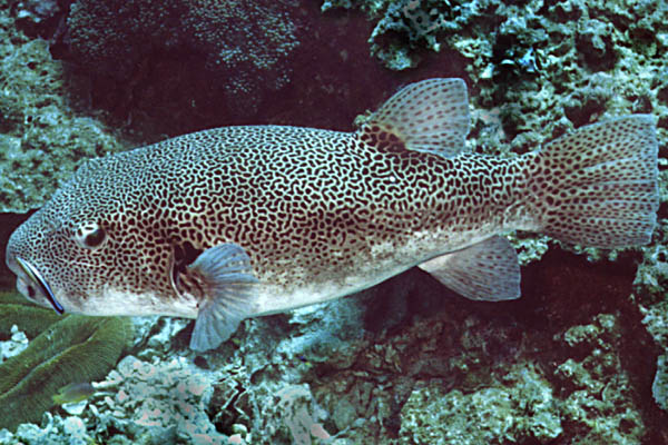 Arothron stellatus - click to go to next image