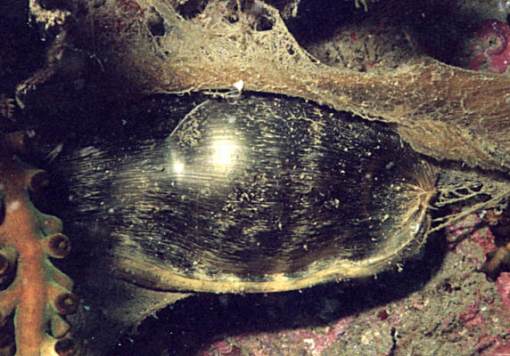 shark egg - click to go to next image
