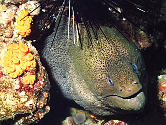 Gymnothorax javanicus - click to go to next image