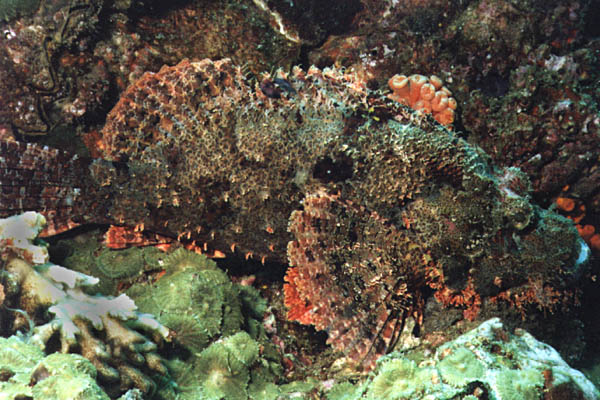 Scorpaenopsis sp. - click to go to next image