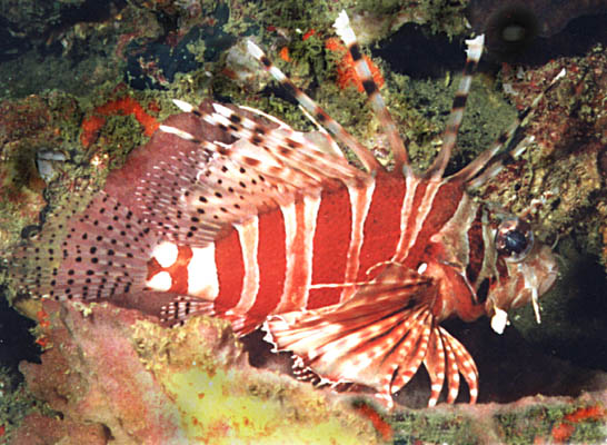 Dendrochirus zebra - click to go to next image