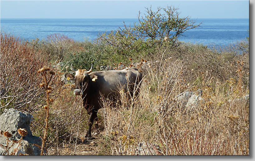 click to go to next webpage - (c) Th.Zwach2011 click to go to next webpage - (c) Th.Zwach 2011