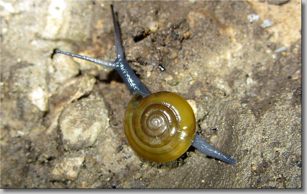 Oxychilus draparnaudi - Grosse Glanzschnecke (c) Th.Gramanitsch 2014