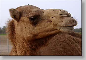 camel at a race camel breeding station close to Barka