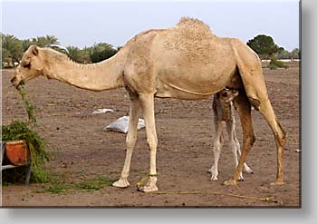 camels at a race camel breeding station close to Barka