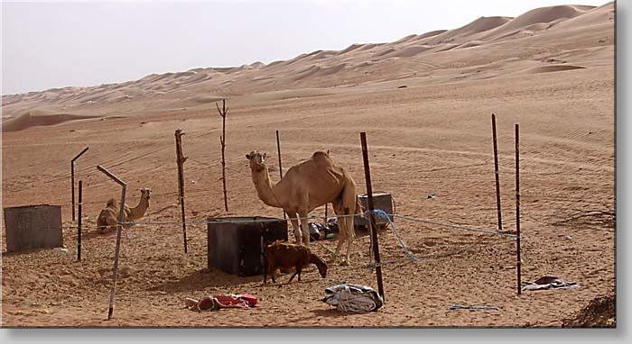 camels at Ramlat al-Wahiba - Wahiba Sands