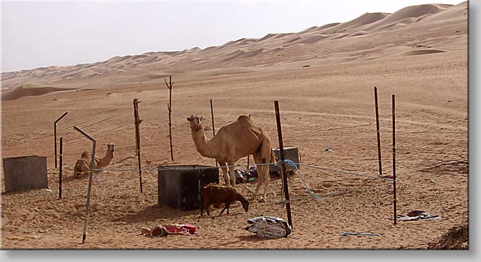 at Ramlat al-Wahiba - Wahiba Sands