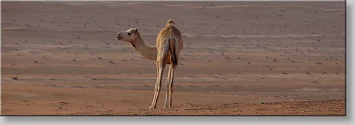 camel at Ramlat al-Wahiba - Wahiba Sands