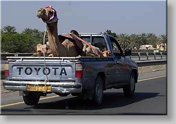how to move a camel