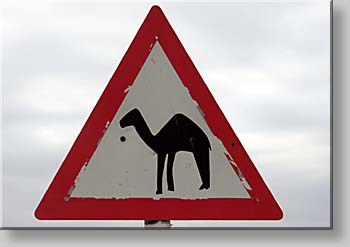 warning of camels