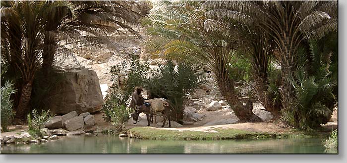 at Wadi Bani Khalid