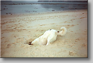 low tide at Long Beach befor sunrise